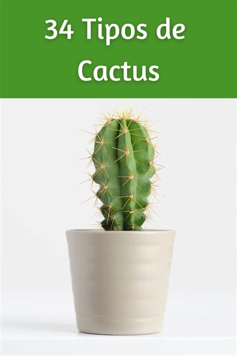 Tipos De Cactus En 2021 Tipos De Cactus Cuidado De Cactus Nombres