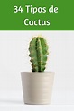 Tipos de Cactus en 2021 | Tipos de cactus, Cuidado de cactus, Nombres ...
