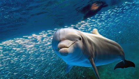 How Long Can A Dolphin Hold Its Breath Sciencing