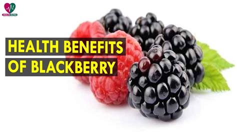 Blackberries are appealing for the joy one finds in harvesting, cooking and eating them for those with a sweet tooth, and also for its health benefits on the body and its properties useful in cosmetology. Health Benefits Of Blackberry || Health Sutra - Best ...