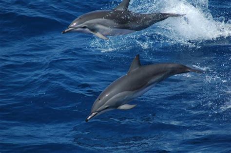 Clymene Dolphin Ocean Treasures Memorial Library