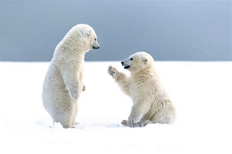 Free Download Polar Bear Wallpapers Hd Photos Live Hd Wallpaper Hq