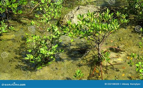 Green Mangroves Bohol Philippines Stock Photo Image Of Ecosystem