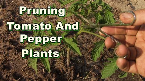 Pruning Tomato And Pepper Plants Youtube