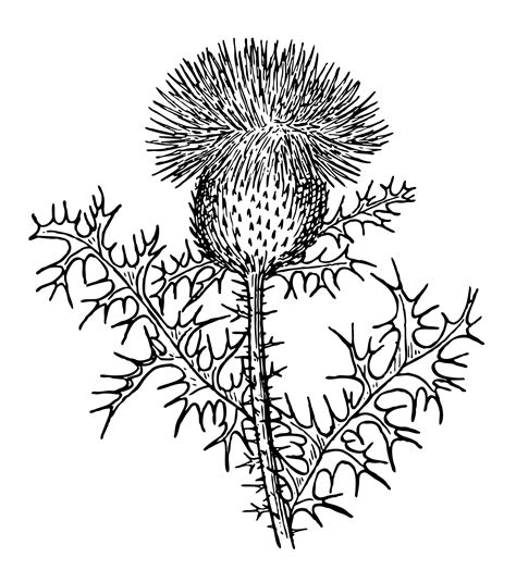 Thistle Clipart Illustration Free Stock Photo Public Domain Pictures