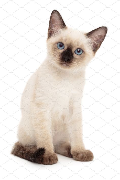 Small Funny Siamese Kitten Background Stock Photos Creative Market