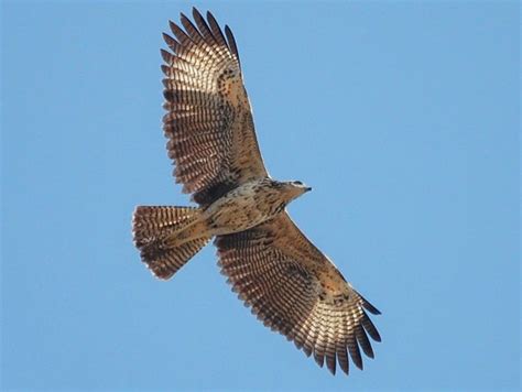 Great Black Hawk Ebird Black Hawk Hawk Bird Species