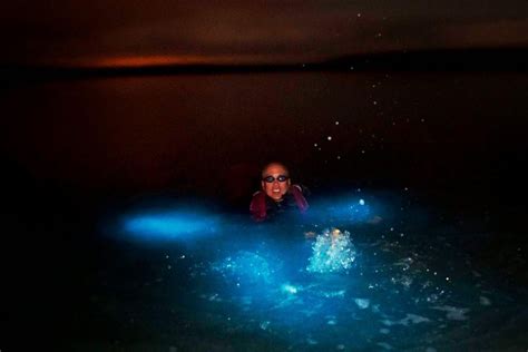 2023 Koh Rong Samloen Snorkeling With Bioluminescent Plankton