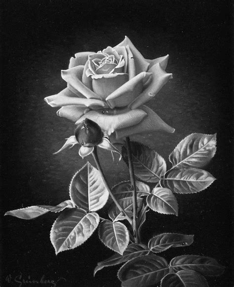 Pin By Tattoosal On Art Flower Drawing Roses Drawing Rose Drawing
