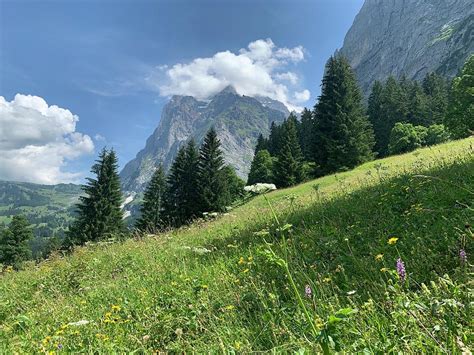 Flowering Swiss Alps Photograph By Ron Mercier Fine Art America