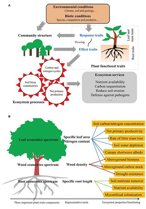 Frontiers How To Improve The Predictions Of Plant Functional Traits