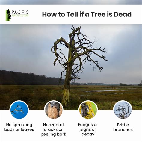The Difference Between Dormant And Dead Trees Pacific Arboriculture