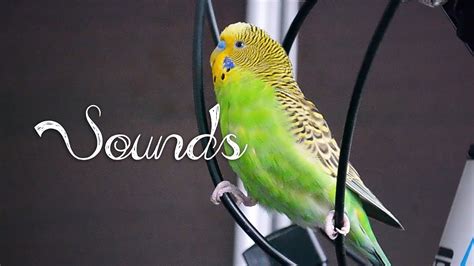 Most Beautiful Budgie Songs Ever Budgies Singing And Chirping Youtube