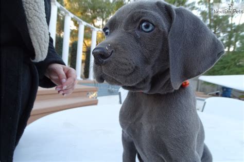 Visit our website for more info.… Weimaraner puppy for sale near Las Vegas, Nevada ...