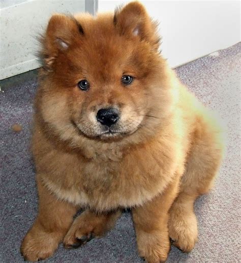 Chow Chow Husky Mix Dog Training Home Dog Types