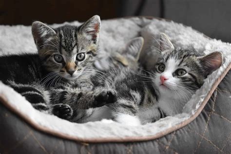 Cats are very unique creatures that we've grown to love and enjoy. Top 20 Kitten Facts - Birth, Behavior, Development & More ...