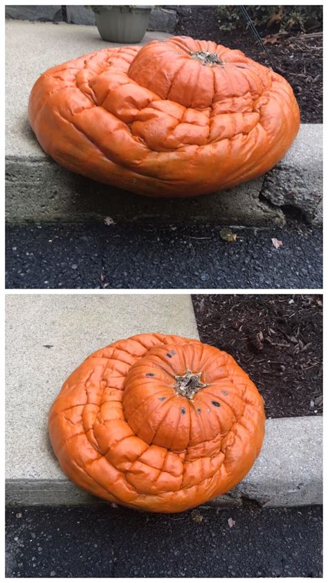 This Rotten Pumpkin Looks Like It Melted Rmildlyinteresting