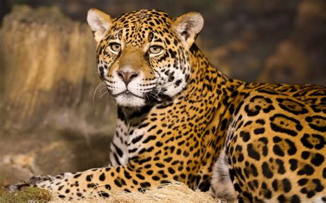 They will help you on/at the spot. The meaning and symbolism of the word - Leopard