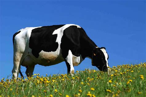 Cows are perhaps the most useful of domesticated animals. Milk Cows, Worldview and the Transformation of Cultures ...