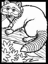 Coloring Pages Raccoon Animal Printable Kids Colouring Color Animals Drawing Mammals sketch template