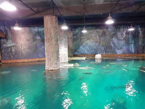 River Wonders Singapore Review: 5 Rare Creatures to Spot!