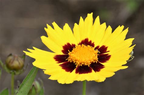 Tickseed Coreopsis Flower Close Up Free Stock Photo Public Domain