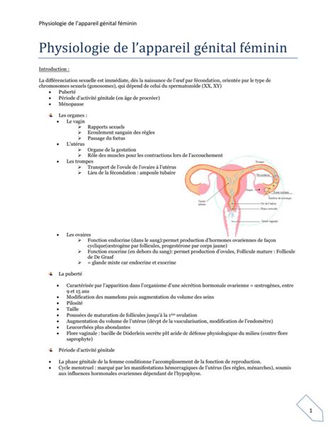 Physiologie De L Appareil G Nital F Minin