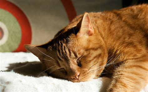 Hd Wallpaper Cat Sleeping Animals Wallpaper Flare