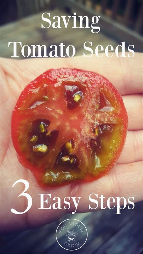 How To Save Tomato Seeds Its Easier Than You Think Tomato Seeds