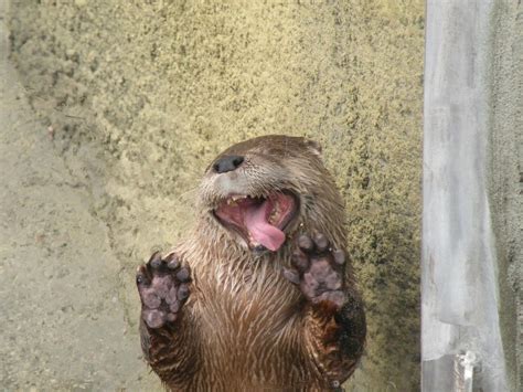 Otter Makes Goofy Faces Through The Glass — The Daily Otter Otters
