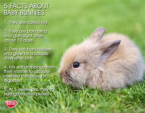 5 Amazing Facts 100 Interesting Facts About Rabbits Amazing Images