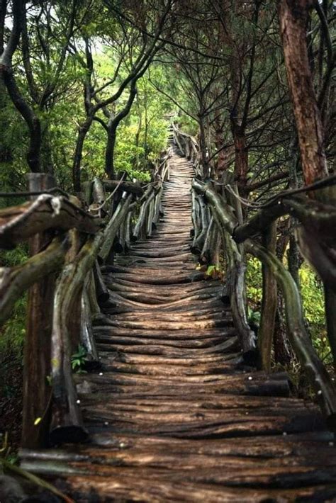 Escalera De Madera A Través Del Bosque Taichung Taïwan Amazing