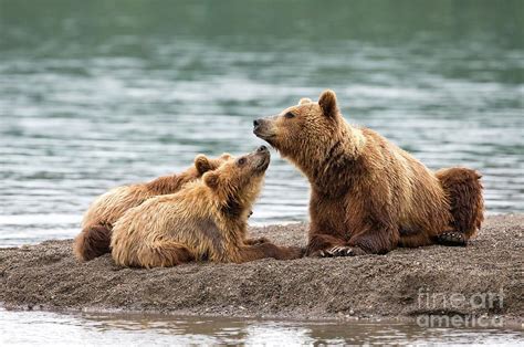 Kamchatka Brown Bear With Cubs Photograph By Peter J Raymondscience