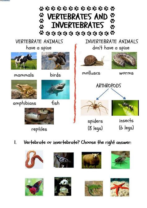 Vertebrates Or Invertebrates Worksheet In 2021 Vertebrates And
