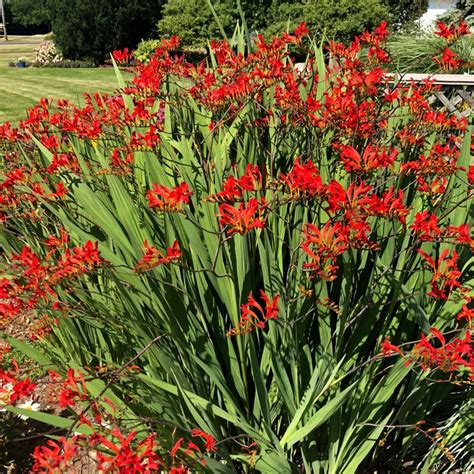 Crocosmia Lucifer Sure Catches Your Eye In The Landscape Perennial