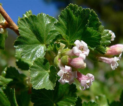 20 Red Wax Currant Edible Fruit Berries Pink Flowers Shrub Ribes Cereu