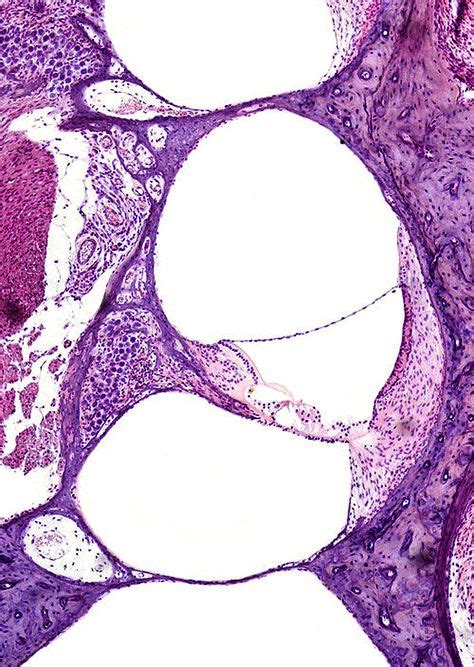 Cochlear Histology Anatomybox Cochlea Anatomy Science Cells