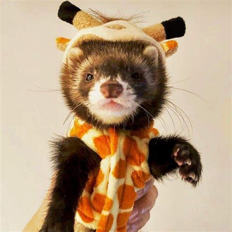 11 Of The Best Ferret Costumes Weve Seen So Far Ferret Voice Cute