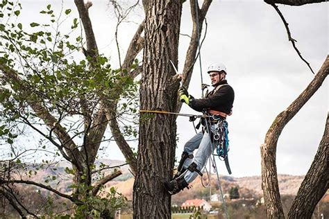 When Should I Call A Certified Arborist