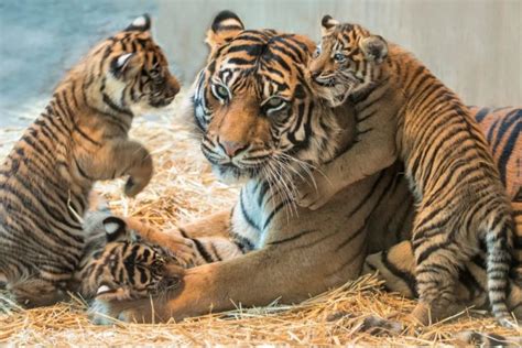 Un cas très rare le père tigre prend soin de ses quatre petits après