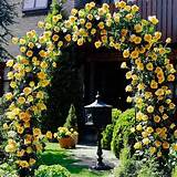 Yellow Climbing Rose Varieties Pictures
