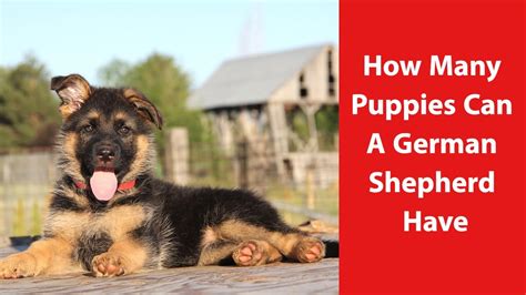 German shepherds are a large energetic. How Many Puppies Can A German Shepherd Have - YouTube