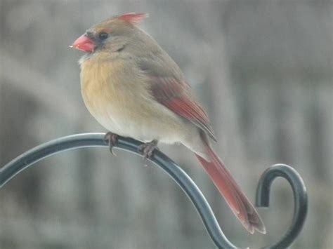 Female Northern Cardinal In My Garden Cardinal Bird