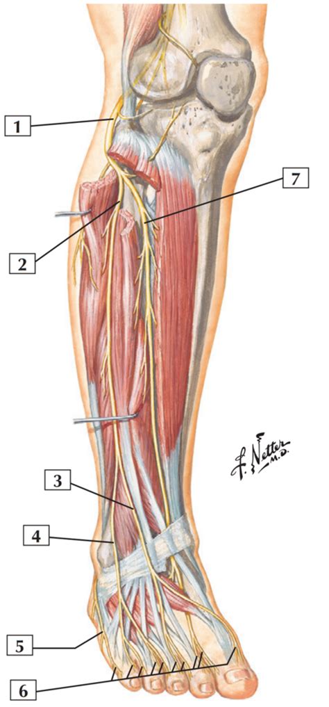 Nerves Of Leg Common Fibular Nerve Superficial And Deep Fibular Nerves Netter P Diagram