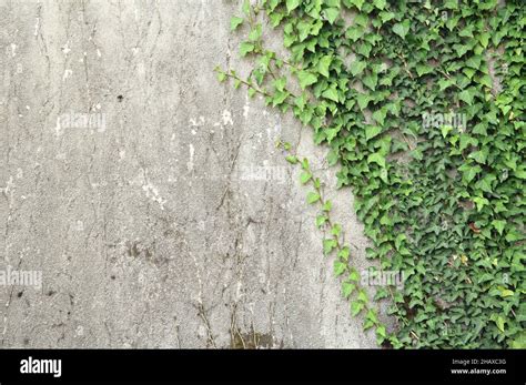 Concrete Wall With Climbing Ivy Plant Stock Photo Alamy