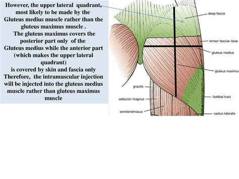 Ppt Gluteal Region Powerpoint Presentation Free Download Id1450008