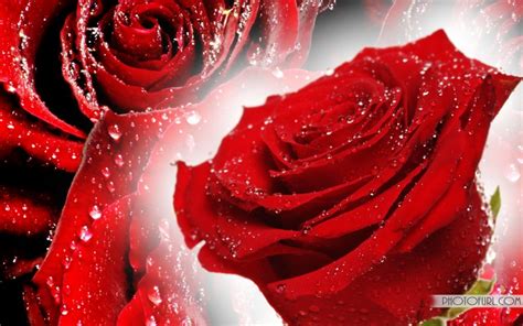 Beautiful picture rose wallpaper transparent red format: Free Flowers Computer Desktop Wallpapers Beautiful Nature ...
