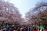 【携程攻略】东京上野公园景点,每年的上野樱花祭都能迎来数百万的游客，只为一睹随风飘落的漫天花雪…