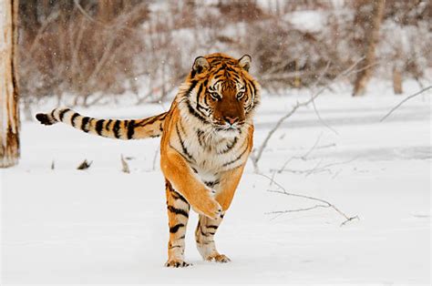 Leaping Tiger Stock Photos Pictures And Royalty Free Images Istock