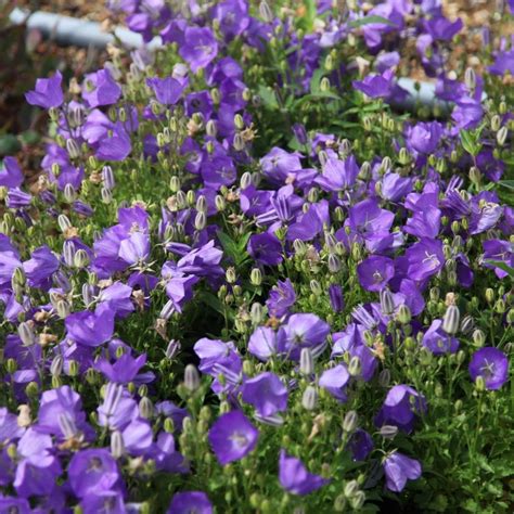 Buy Bellflower Campanula Carpatica Blaue Clips Delivery By Waitrose